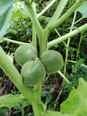 Solanum sessiliflorum
