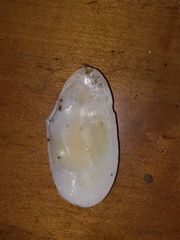 Megangulus bodegensis