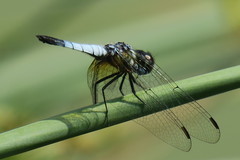 Aethriamanta gracilis