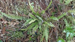 Blechnum parrisiae