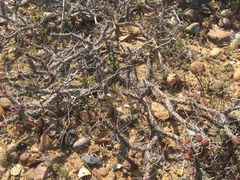 Cylindropuntia tesajo
