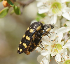 Castiarina decemmaculata
