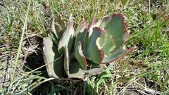 Cotyledon
