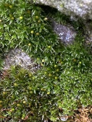 Orthotrichum diaphanum