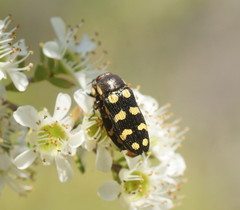 Castiarina decemmaculata