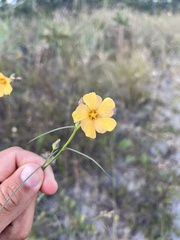 Sida linifolia