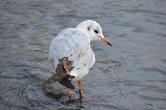 Chroicocephalus ridibundus