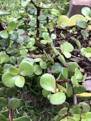 Portulaca oleracea