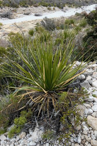 Dasylirion leiophyllum
