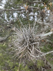 Tillandsia recurvata