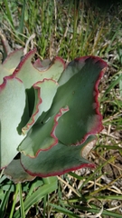 Cotyledon
