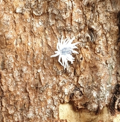 Cryptolaemus