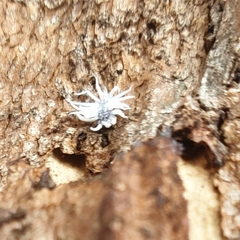 Cryptolaemus