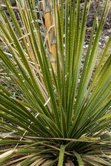 Dasylirion leiophyllum