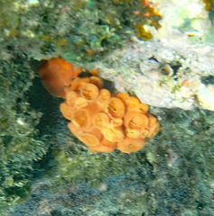 Tubastraea coccinea