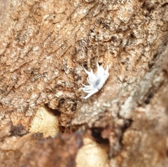 Cryptolaemus