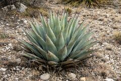 Agave parryi