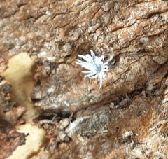 Cryptolaemus