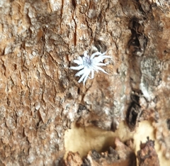Cryptolaemus