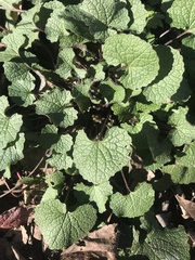 Alliaria petiolata