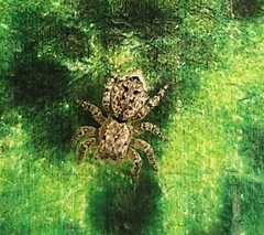 Mexigonus