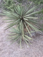 Yucca treculiana