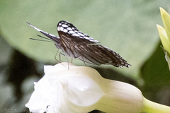 Adelpha demialba