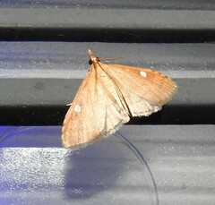 Mnesictena marmarina