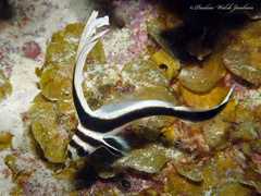 Eques punctatus