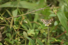Burnsius orcynoides