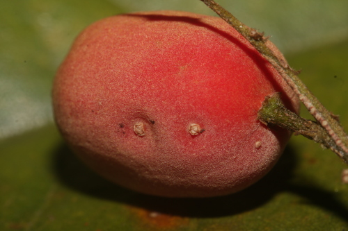 Pleurisanthes parviflora