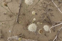 Chaenactis fremontii