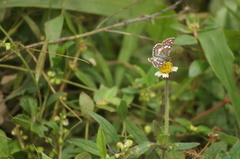 Burnsius orcynoides