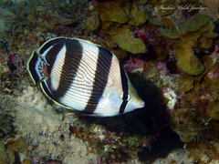 Chaetodon striatus