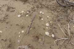 Chaenactis fremontii