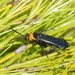 Orange-collared Spider Wasp - Photo (c) Reiner Richter, some rights reserved (CC BY-NC-SA), uploaded by Reiner Richter