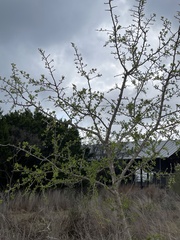 Zanthoxylum hirsutum