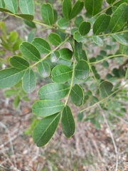 Dermatophyllum secundiflorum