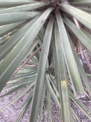 Yucca treculiana