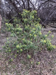 Barkleyanthus salicifolius