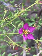 Fagonia laevis