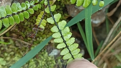Asplenium azoricum