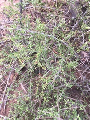 Fagonia laevis
