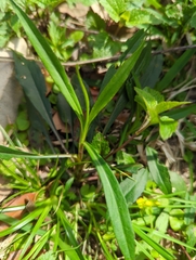 Coreopsis lanceolata