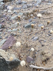 Chaenactis fremontii