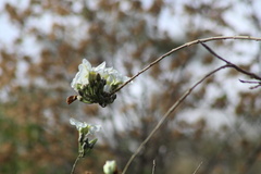 Ipomoea arborescens
