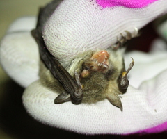 Myotis crypticus