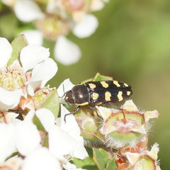 Castiarina decemmaculata