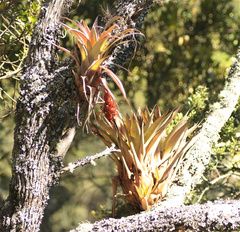 ajott, CC BY, iNaturalist via GBIF Tillandsia turneri, photograph ajott, CC BY, iNaturalist via GBIF