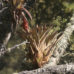 ajott, CC BY, iNaturalist via GBIF Tillandsia turneri, photograph ajott, CC BY, iNaturalist via GBIF